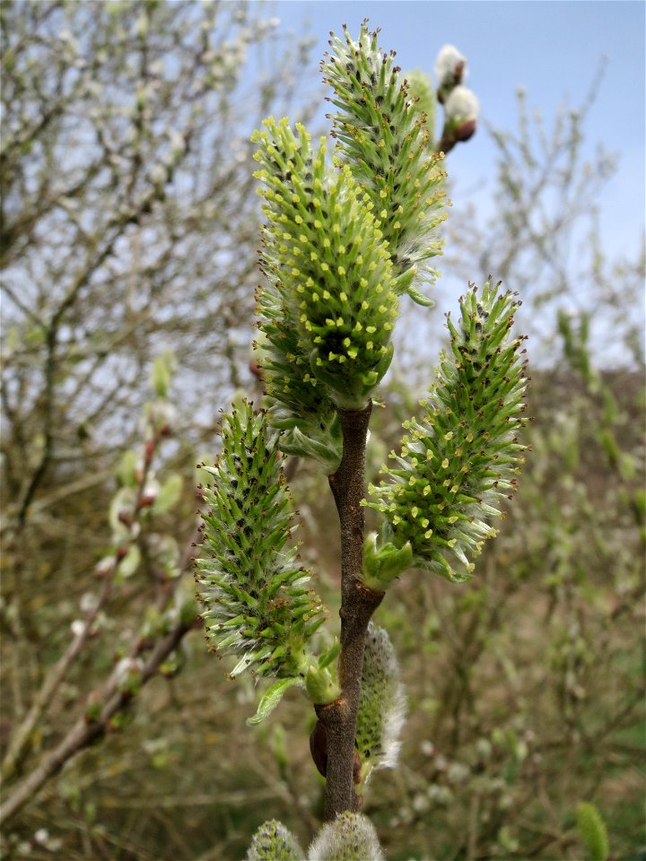 Asch-Weide (Salix cinerea) im Naturschutzgebiet "St. Arnualer Wiesen"