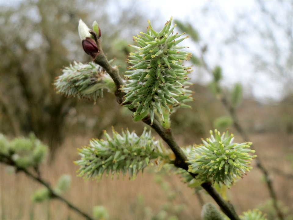 Asch-Weide (Salix cinerea) im Naturschutzgebiet "St. Arnualer Wiesen"
