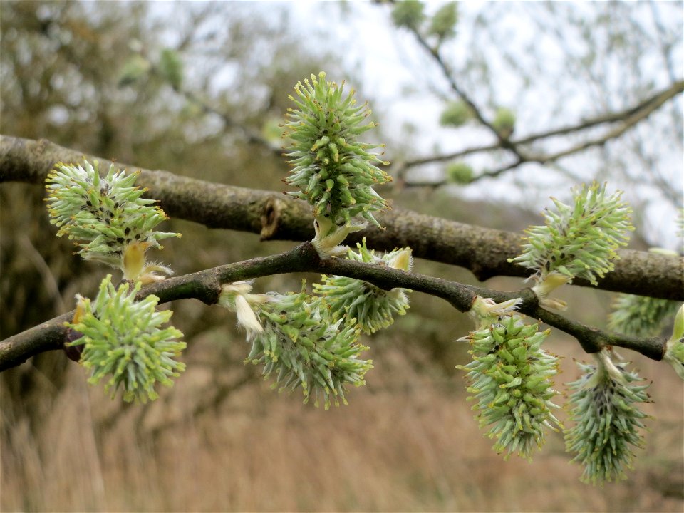 Asch-Weide (Salix cinerea) im Naturschutzgebiet "St. Arnualer Wiesen"
