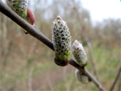 Asch-Weide (Salix cinerea) im Naturschutzgebiet "St. Arnualer Wiesen"