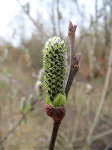 Asch-Weide (Salix cinerea) im Naturschutzgebiet "St. Arnualer Wiesen"