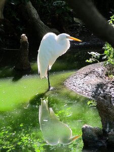 Large heron wetlands photo