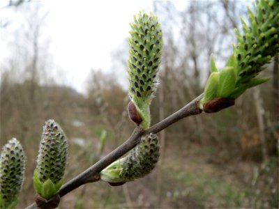 Asch-Weide (Salix cinerea) im Naturschutzgebiet "St. Arnualer Wiesen"