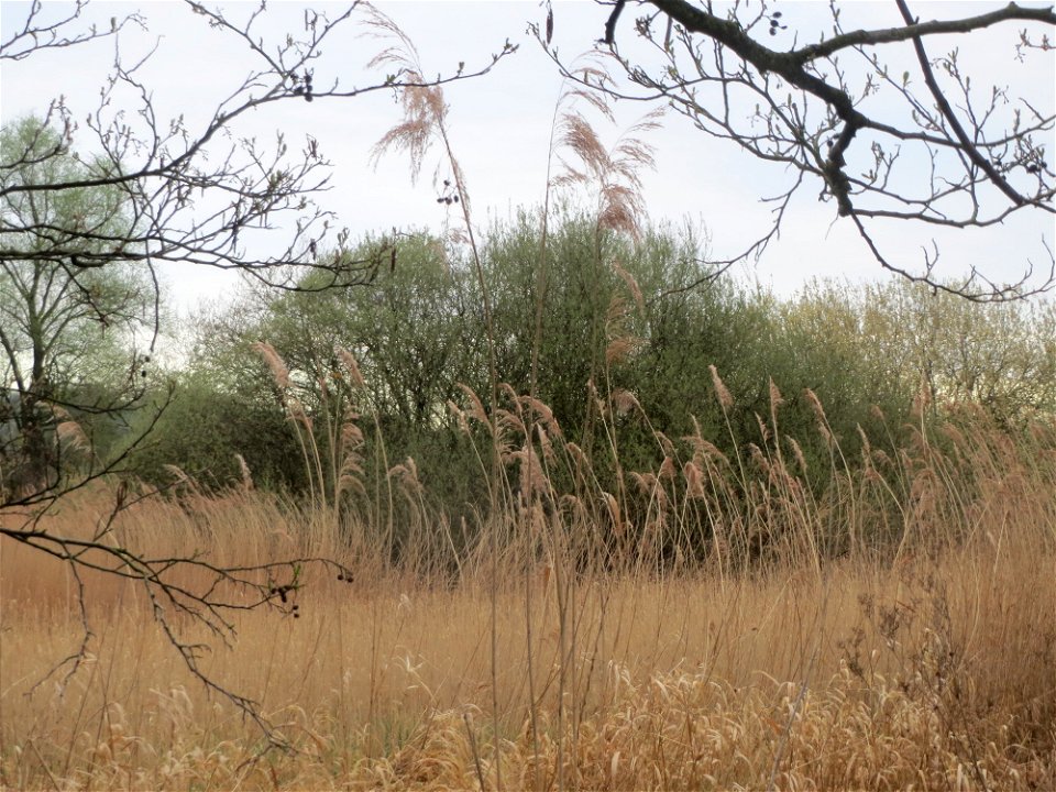 Asch-Weide (Salix cinerea) und Schilfrohr (Phragmites australis) in der Malscher Aue