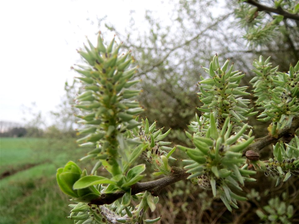 Asch-Weide (Salix cinerea) in der Malscher Aue