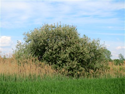 Asch-Weide (Salix cinerea) im Naturschutzgebiet Bachwiesen/Leopoldswiesen im Hockenheimer Rheinbogen