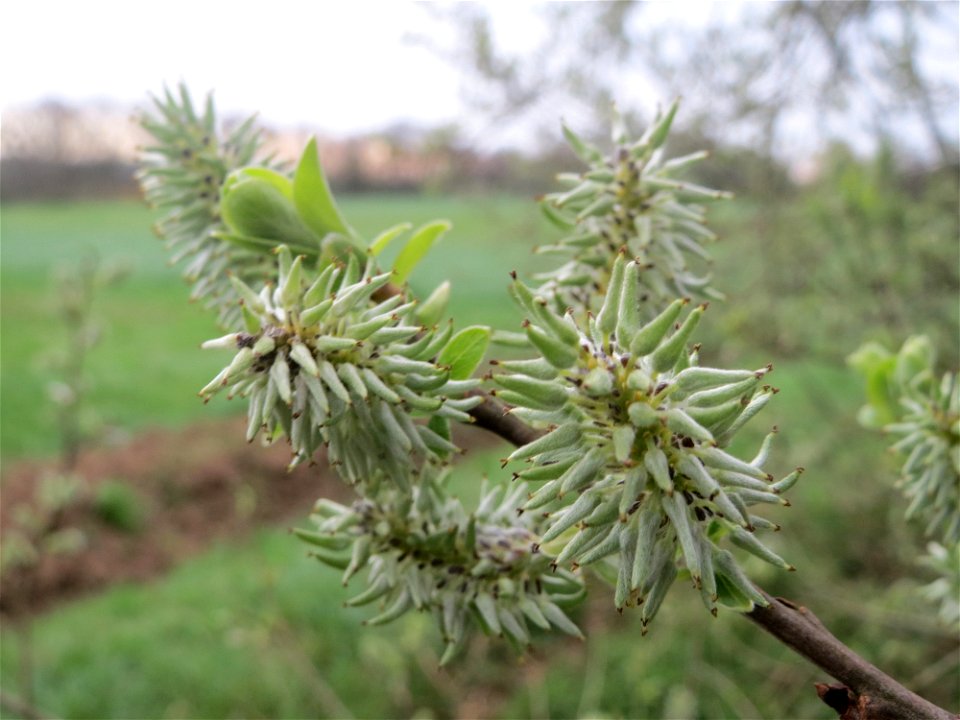 Asch-Weide (Salix cinerea) in der Malscher Aue