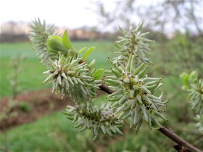 Asch-Weide (Salix cinerea) in der Malscher Aue