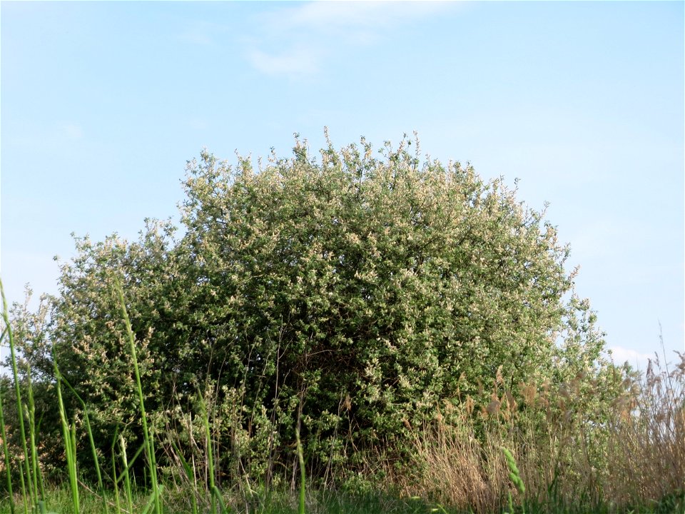 Asch-Weide (Salix cinerea) im Naturschutzgebiet Bachwiesen/Leopoldswiesen im Hockenheimer Rheinbogen