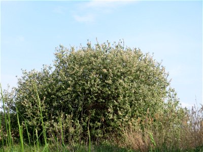 Asch-Weide (Salix cinerea) im Naturschutzgebiet Bachwiesen/Leopoldswiesen im Hockenheimer Rheinbogen
