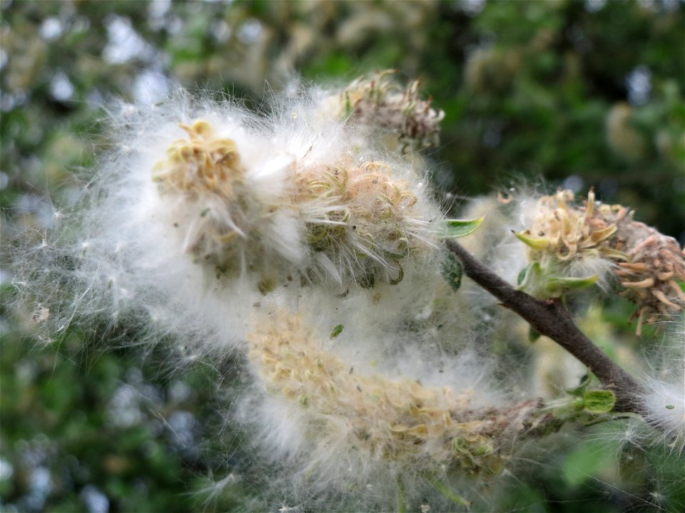 Asch-Weide (Salix cinerea) im Naturschutzgebiet Bachwiesen/Leopoldswiesen im Hockenheimer Rheinbogen