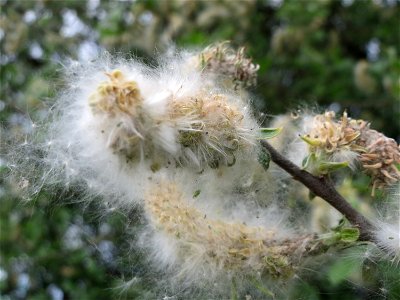 Asch-Weide (Salix cinerea) im Naturschutzgebiet Bachwiesen/Leopoldswiesen im Hockenheimer Rheinbogen