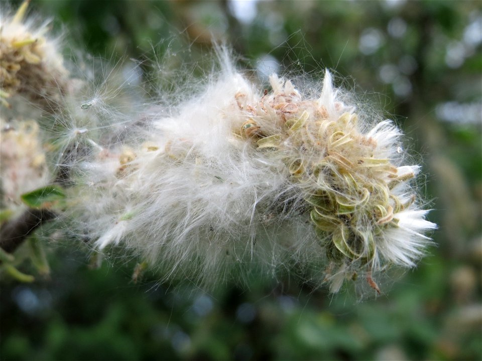 Asch-Weide (Salix cinerea) im Naturschutzgebiet Bachwiesen/Leopoldswiesen im Hockenheimer Rheinbogen