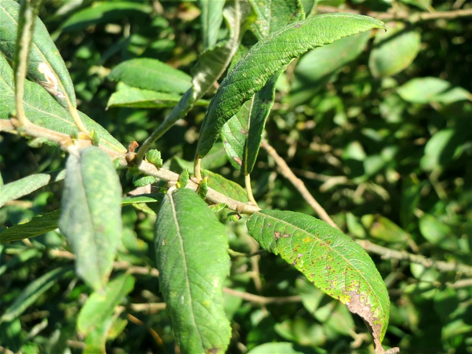Asch-Weide (Salix cinerea) im Naturschutzgebiet "St. Arnualer Wiesen"