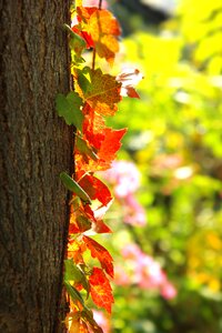 Yellow leaves nature scenery