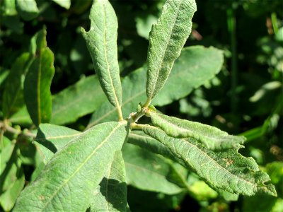 Asch-Weide (Salix cinerea) im Naturschutzgebiet "St. Arnualer Wiesen"