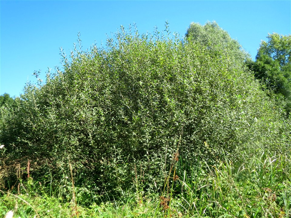 Asch-Weide (Salix cinerea) im Naturschutzgebiet "St. Arnualer Wiesen" - charakteristisch ist der kuppelförmige Habitus