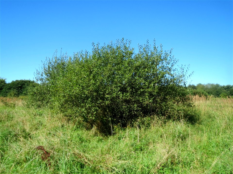 Asch-Weide (Salix cinerea) im Naturschutzgebiet "St. Arnualer Wiesen" - charakteristisch ist der kuppelförmige Habitus