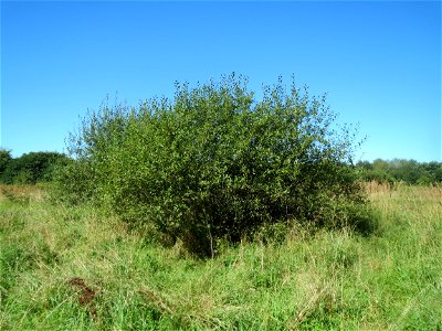Asch-Weide (Salix cinerea) im Naturschutzgebiet "St. Arnualer Wiesen" - charakteristisch ist der kuppelförmige Habitus