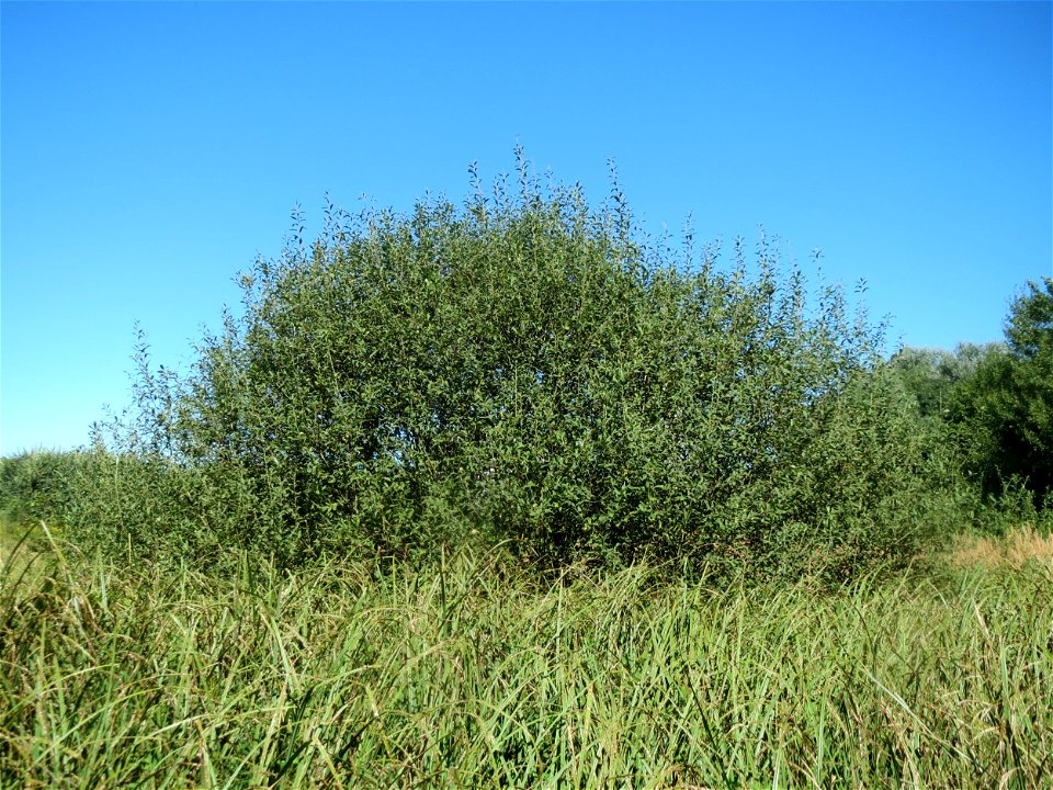 Asch-Weide (Salix cinerea) im Naturschutzgebiet "St. Arnualer Wiesen" - charakteristisch ist der kuppelförmige Habitus