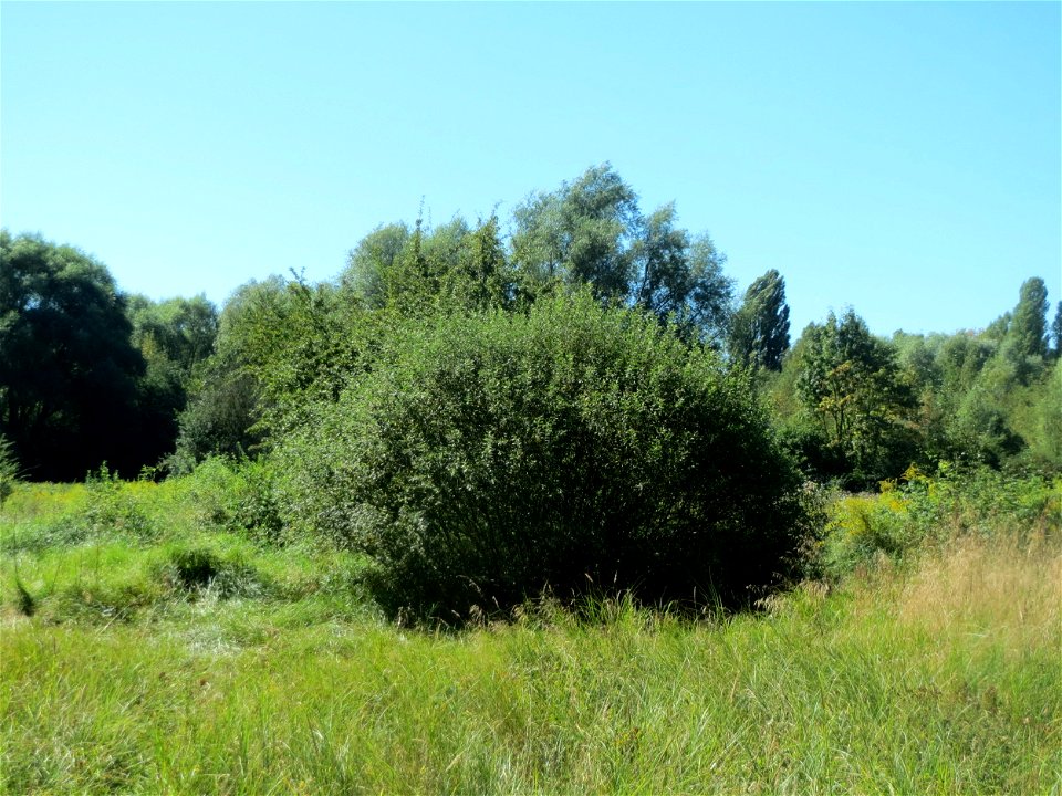 Asch-Weide (Salix cinerea) im Naturschutzgebiet "St. Arnualer Wiesen" - charakteristisch ist der kuppelförmige Habitus