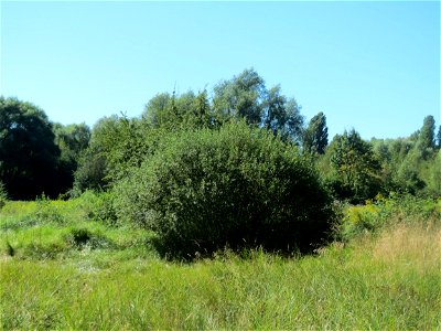 Asch-Weide (Salix cinerea) im Naturschutzgebiet "St. Arnualer Wiesen" - charakteristisch ist der kuppelförmige Habitus