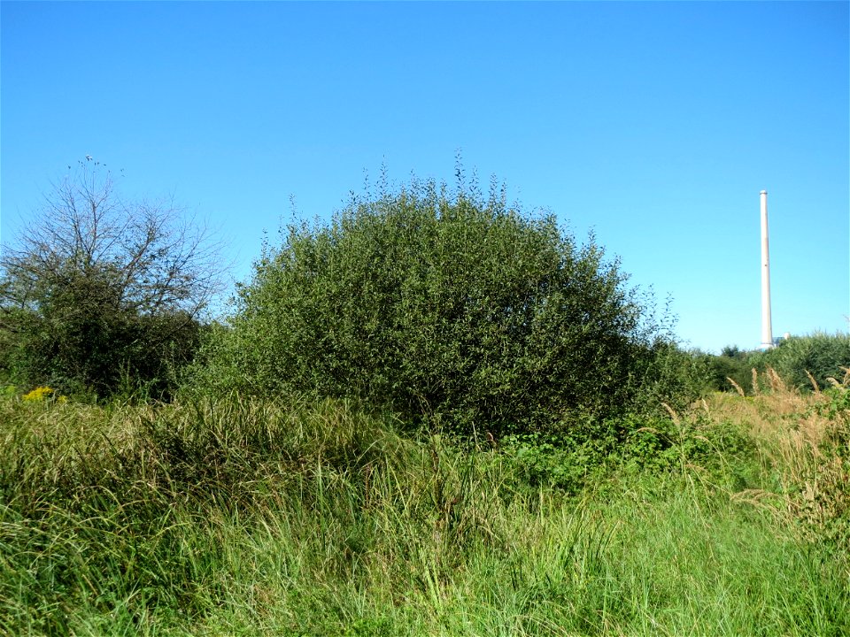 Asch-Weide (Salix cinerea) im Naturschutzgebiet "St. Arnualer Wiesen" - charakteristisch ist der kuppelförmige Habitus