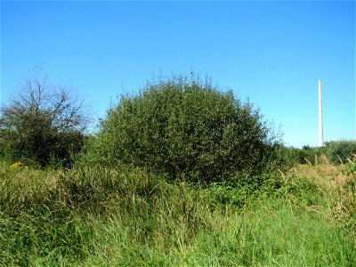 Asch-Weide (Salix cinerea) im Naturschutzgebiet "St. Arnualer Wiesen" - charakteristisch ist der kuppelförmige Habitus