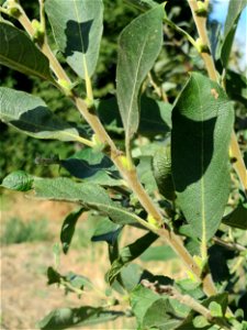 Blätter der Asch-Weide (Salix cinerea) im Naturschutzgebiet Bachwiesen/Leopoldswiesen im Hockenheimer Rheinbogen