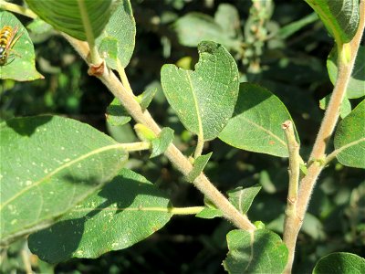 Blätter der Asch-Weide (Salix cinerea) im Naturschutzgebiet Bachwiesen/Leopoldswiesen im Hockenheimer Rheinbogen