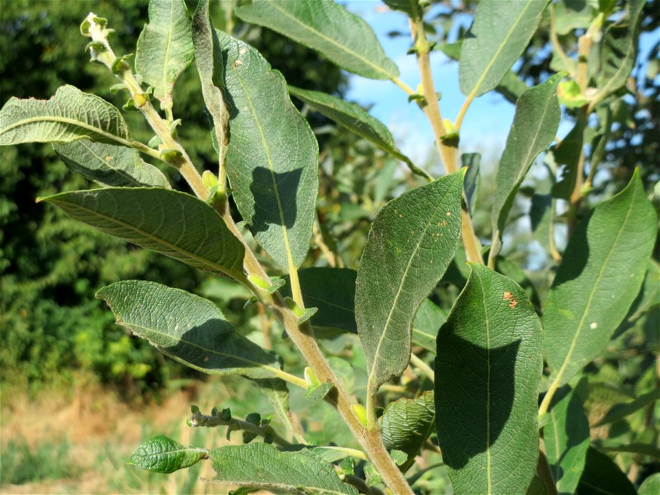 Blätter der Asch-Weide (Salix cinerea) im Naturschutzgebiet Bachwiesen/Leopoldswiesen im Hockenheimer Rheinbogen