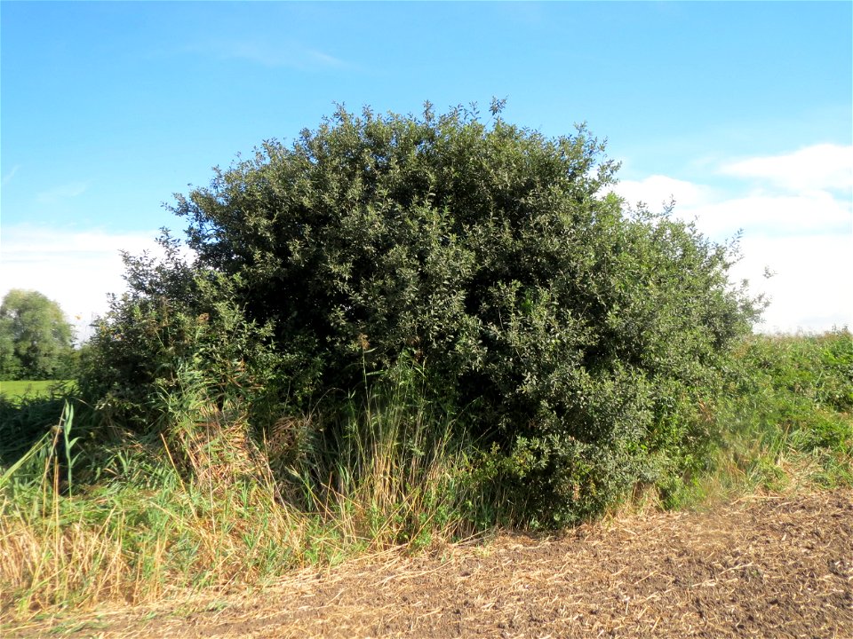 Asch-Weide (Salix cinerea) im Naturschutzgebiet Bachwiesen/Leopoldswiesen im Hockenheimer Rheinbogen