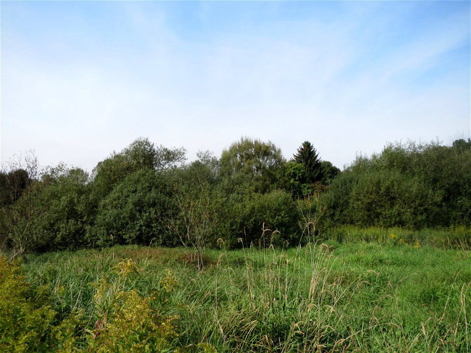 Asch-Weide (Salix cinerea) im Landschaftsschutzgebiet „Tabakmühlental - Oberster Weiher“ in Sankt Arnual