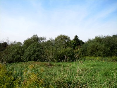 Asch-Weide (Salix cinerea) im Landschaftsschutzgebiet „Tabakmühlental - Oberster Weiher“ in Sankt Arnual