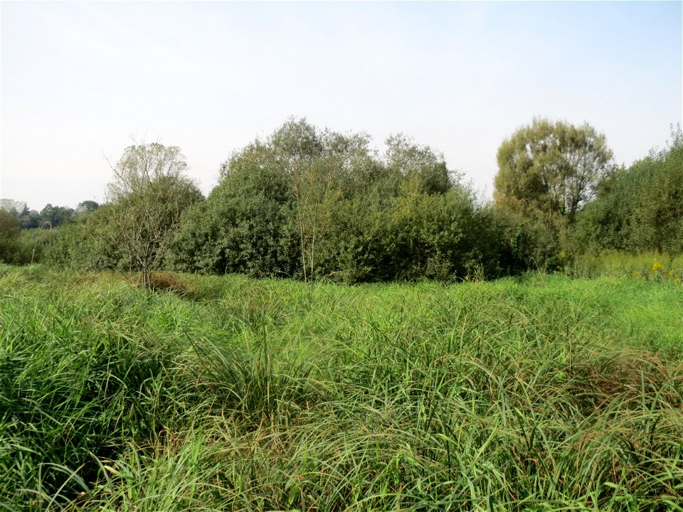Asch-Weide (Salix cinerea) im Landschaftsschutzgebiet „Tabakmühlental - Oberster Weiher“ in Sankt Arnual