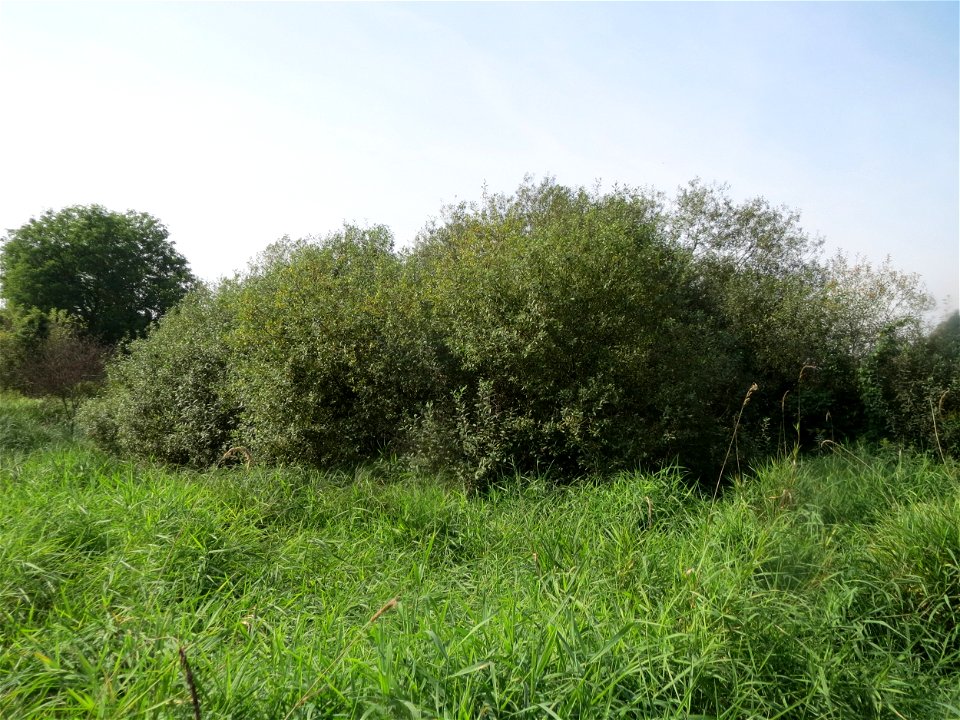 Asch-Weide (Salix cinerea) im Landschaftsschutzgebiet „Tabakmühlental - Oberster Weiher“ in Sankt Arnual