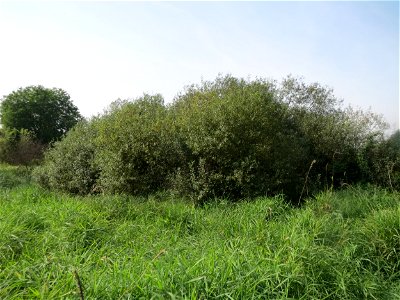Asch-Weide (Salix cinerea) im Landschaftsschutzgebiet „Tabakmühlental - Oberster Weiher“ in Sankt Arnual