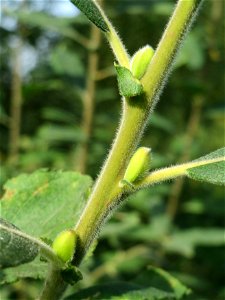 Asch-Weide (Salix cinerea) im Landschaftsschutzgebiet „Tabakmühlental - Oberster Weiher“ in Sankt Arnual