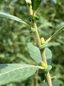 Asch-Weide (Salix cinerea) im Landschaftsschutzgebiet „Tabakmühlental - Oberster Weiher“ in Sankt Arnual