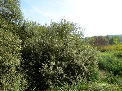 Asch-Weide (Salix cinerea) im Landschaftsschutzgebiet „Tabakmühlental - Oberster Weiher“ in Sankt Arnual