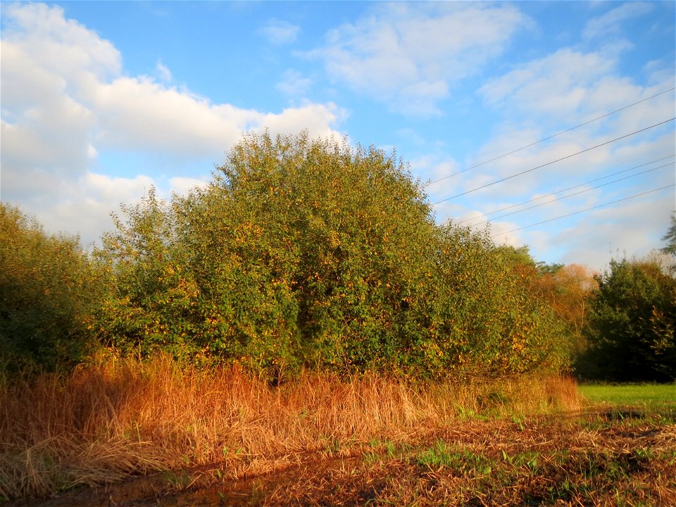 Asch-Weide (Salix cinerea) in den Horststückern im Hockenheimer Rheinbogen