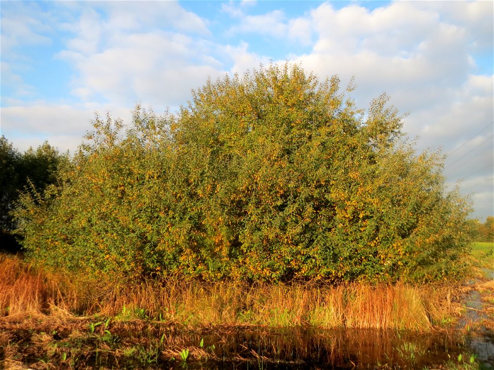 Asch-Weide (Salix cinerea) in den Horststückern im Hockenheimer Rheinbogen