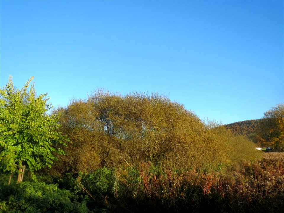 Asch-Weide (Salix cinerea) im Landschaftsschutzgebiet „Tabakmühlental - Oberster Weiher“ in Sankt Arnual