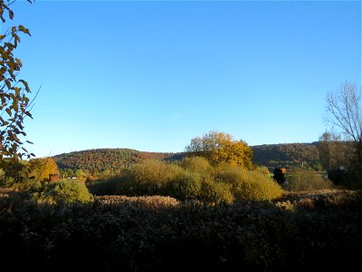 Asch-Weide (Salix cinerea) im Landschaftsschutzgebiet „Tabakmühlental - Oberster Weiher“ in Sankt Arnual photo
