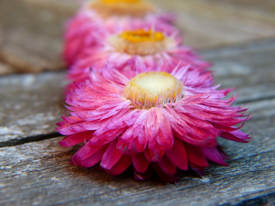 Bloom romantic nature