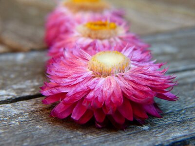 Bloom romantic nature