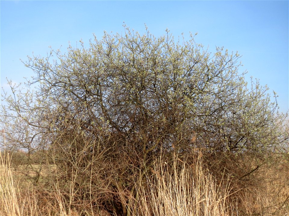 Asch-Weide (Salix cinerea) im Hockenheimer Rheinbogen