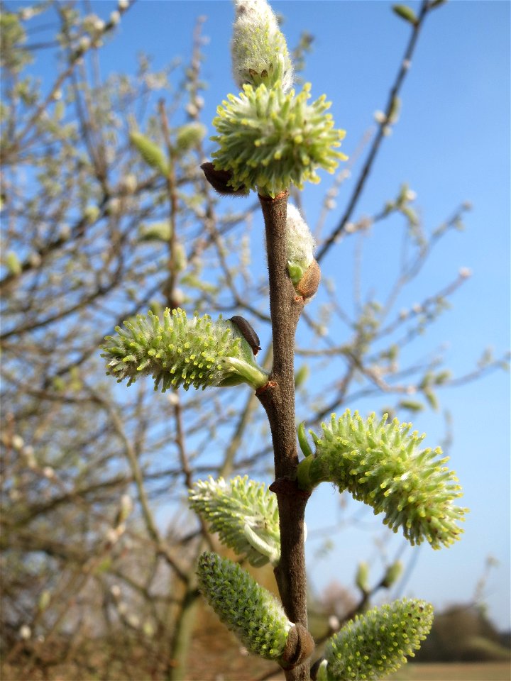 Asch-Weide (Salix cinerea) im Hockenheimer Rheinbogen