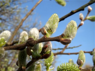 Asch-Weide (Salix cinerea) im Hockenheimer Rheinbogen