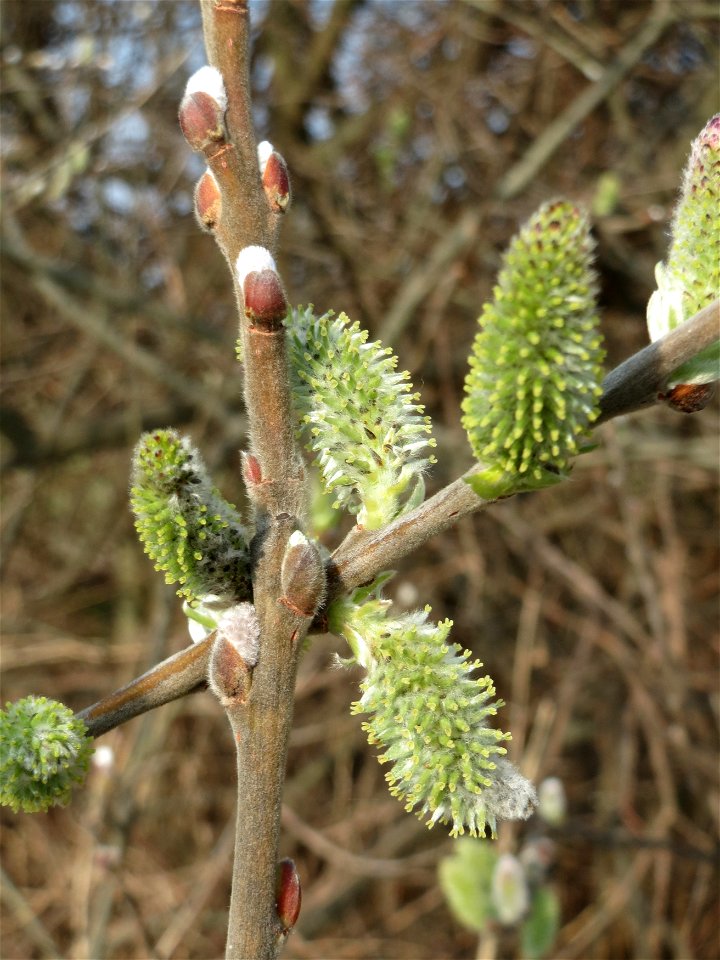 Asch-Weide (Salix cinerea) im Hockenheimer Rheinbogen